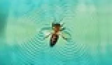 Giải mã khả năng ‘lướt ván’ siêu đẳng ở loài ong